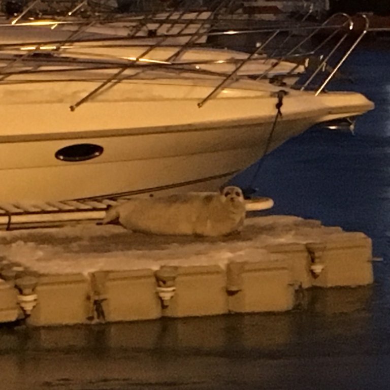 leguplss_49535544811_o